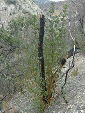 Sambucus nigra-caerulea Fire recovery
